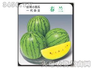 吃瓜娱乐圈小兰花,小兰花如何成为吃瓜焦点