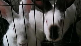 娱乐吃瓜兔子视频在线观看,带你畅游网络热门事件视频盛宴 第3张 娱乐吃瓜兔子视频在线观看,带你畅游网络热门事件视频盛宴 第3张