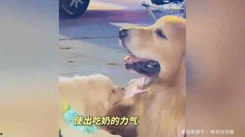 娱乐吃瓜酱精神抚慰犬,精神抚慰犬的温馨故事