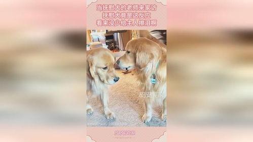 娱乐吃瓜酱精神抚慰犬,精神抚慰犬的温馨故事 第2张 娱乐吃瓜酱精神抚慰犬,精神抚慰犬的温馨故事 第2张