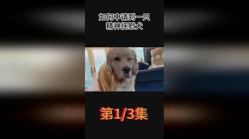 娱乐吃瓜酱精神抚慰犬,精神抚慰犬的温馨故事 第3张 娱乐吃瓜酱精神抚慰犬,精神抚慰犬的温馨故事 第3张