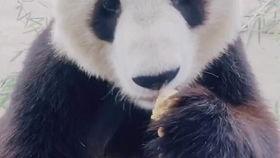 娱乐吃瓜七七折耳猫,网络红人的宠物日常与争议 第3张 娱乐吃瓜七七折耳猫,网络红人的宠物日常与争议 第3张