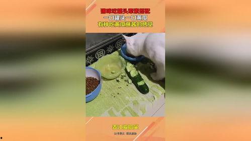 娱乐吃瓜酱罐头视频下载,揭秘热门娱乐瞬间 第2张 娱乐吃瓜酱罐头视频下载,揭秘热门娱乐瞬间 第2张