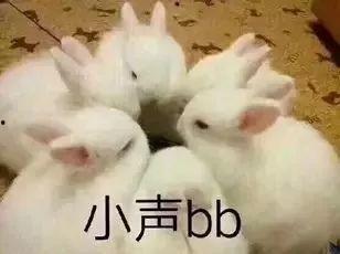 娱乐吃瓜酱兔子视频大全,短视频时代的趣味盛宴 第2张 娱乐吃瓜酱兔子视频大全,短视频时代的趣味盛宴 第2张