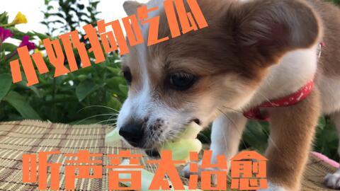 娱乐吃瓜酱小动物,小动物们的美食时光 第3张 娱乐吃瓜酱小动物,小动物们的美食时光 第3张