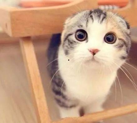 娱乐吃瓜君折耳猫,娱乐吃瓜君视角下的爱与争议 第2张 娱乐吃瓜君折耳猫,娱乐吃瓜君视角下的爱与争议 第2张