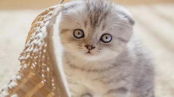娱乐吃瓜君折耳猫,娱乐吃瓜君视角下的爱与争议 第3张 娱乐吃瓜君折耳猫,娱乐吃瓜君视角下的爱与争议 第3张