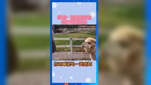 娱乐吃瓜群众歌曲有哪些,盘点那些让吃瓜群众心动的流行歌曲