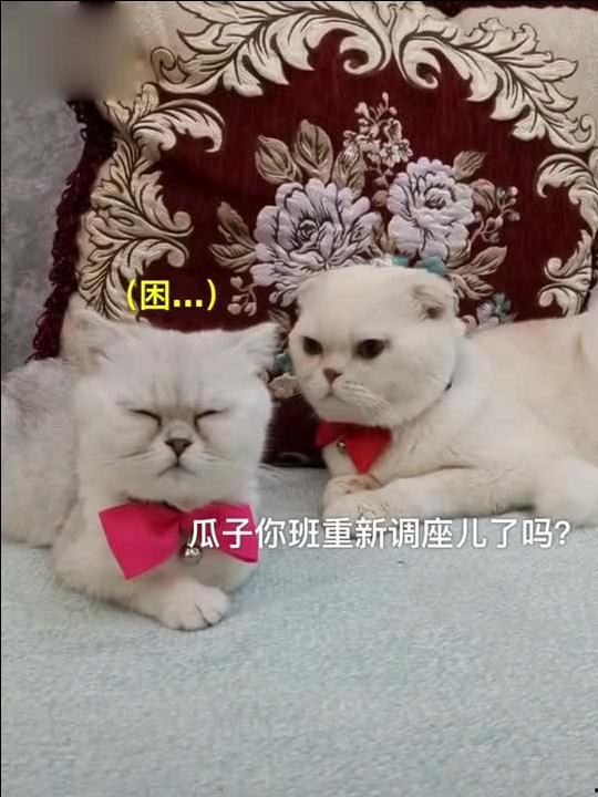 娱乐吃瓜君 刘二豆,从萌宠网红到人气爆棚，揭秘其背后的故事  第2张