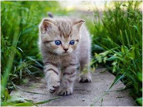 娱乐吃瓜酱社恐猫咪  第2张