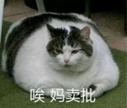 娱乐吃瓜酱社恐猫咪  第3张