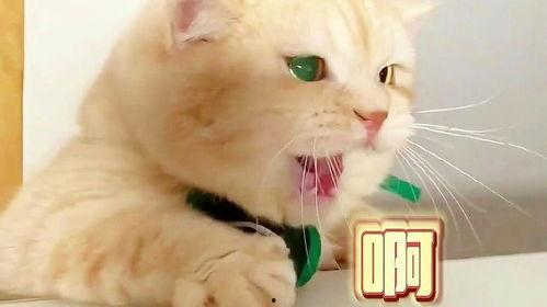 娱乐吃瓜君猫生气歌,萌宠音乐新潮流 第2张 娱乐吃瓜君猫生气歌,萌宠音乐新潮流 第2张