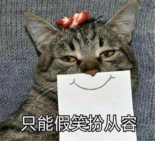 娱乐吃瓜君猫生气歌,萌宠音乐新潮流 第3张 娱乐吃瓜君猫生气歌,萌宠音乐新潮流 第3张