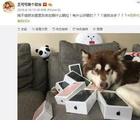 娱乐吃瓜菌小狗视频下载,揭秘小狗视频下载背后的秘密 第2张 娱乐吃瓜菌小狗视频下载,揭秘小狗视频下载背后的秘密 第2张
