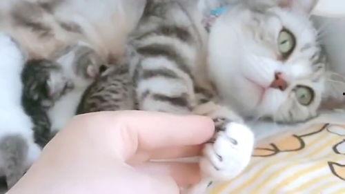 娱乐吃瓜酱猫妈妈视频,萌宠视频带你笑翻天 第2张 娱乐吃瓜酱猫妈妈视频,萌宠视频带你笑翻天 第2张