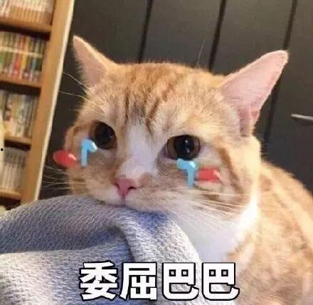娱乐吃瓜君 折耳猫,折耳猫的神秘魅力与争议