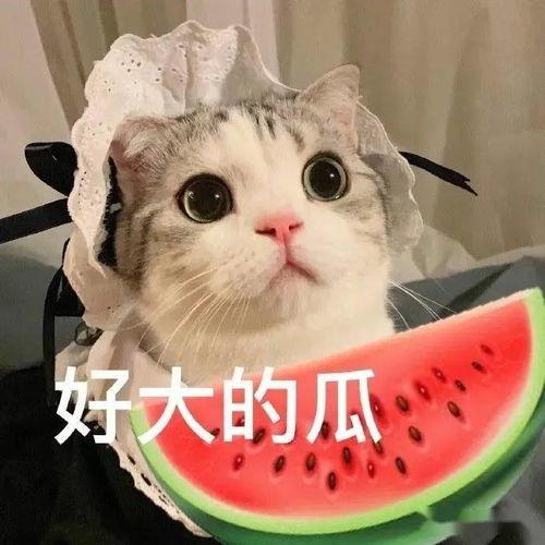 娱乐吃瓜君 折耳猫,折耳猫的神秘魅力与争议 第2张 娱乐吃瓜君 折耳猫,折耳猫的神秘魅力与争议 第2张