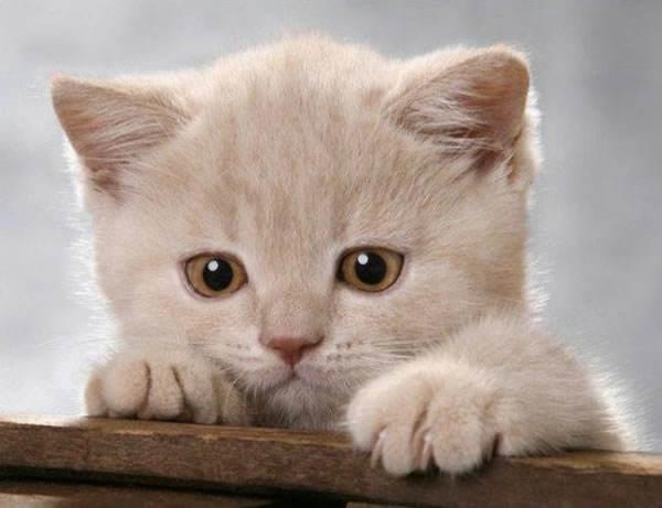 娱乐吃瓜酱内向的小猫,内向小猫的娱乐吃瓜日常 第3张 娱乐吃瓜酱内向的小猫,内向小猫的娱乐吃瓜日常 第3张