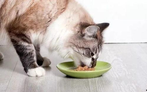 娱乐吃瓜酱70只猫猫,娱乐吃瓜酱带你领略猫咪世界 第2张 娱乐吃瓜酱70只猫猫,娱乐吃瓜酱带你领略猫咪世界 第2张