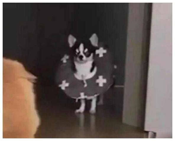 娱乐吃瓜酱狗狗打猫咪,娱乐吃瓜酱现场直播  第1张