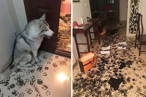 娱乐吃瓜酱狗狗打猫咪,娱乐吃瓜酱现场直播  第3张