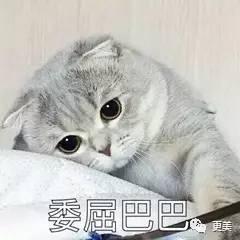 吃瓜娱乐君折耳猫,吃瓜娱乐君带你揭秘网红宠物的魅力与争议 第3张 吃瓜娱乐君折耳猫,吃瓜娱乐君带你揭秘网红宠物的魅力与争议 第3张