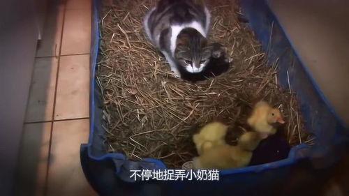 娱乐吃瓜酱改造猫窝,萌宠新居,趣味升级! 第3张 娱乐吃瓜酱改造猫窝,萌宠新居,趣味升级! 第3张