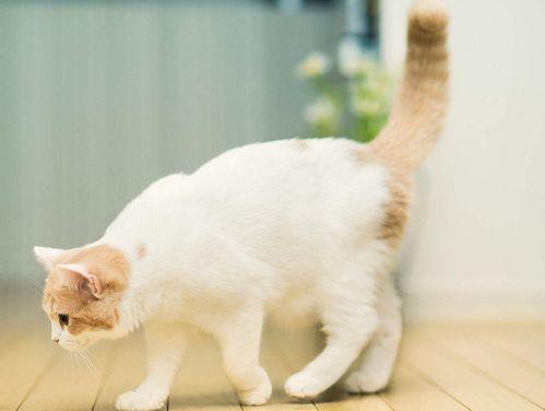 娱乐吃瓜君猫带体检,揭秘明星宠物健康生活  第2张