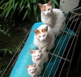 娱乐吃瓜君猫带体检,揭秘明星宠物健康生活  第3张