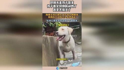 娱乐吃瓜酱阿姨卖小狗,娱乐吃瓜酱背后的温馨故事  第2张