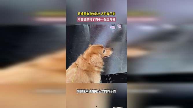娱乐吃瓜酱阿姨卖小狗,娱乐吃瓜酱背后的温馨故事  第3张