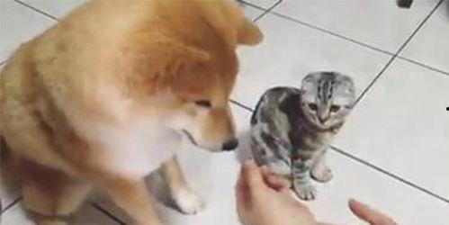折耳猫娱乐吃瓜君,揭秘娱乐圈那些不为人知的幕后故事  第2张
