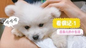 娱乐吃瓜君小奶狗,揭秘娱乐圈那些不为人知的幕后故事  第2张