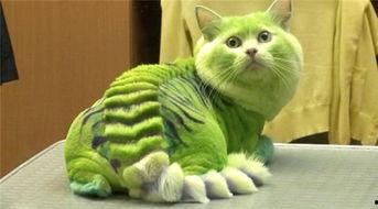 娱乐吃瓜君猫猫生气歌,娱乐吃瓜君带你领略萌宠音乐魅力  第3张