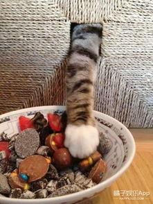 娱乐吃瓜酱猫咪视频大全,吃瓜酱视频大全欢乐盘点  第3张