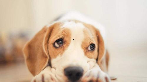 娱乐吃瓜酱小狗被卖,背后的故事与反思  第3张