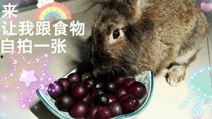 娱乐吃瓜酱 兔 圆 圆,揭秘兔圆圆的爆笑日常  第2张