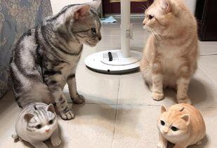 娱乐吃瓜酱小猫民宿,娱乐吃瓜酱的温馨食宿之旅