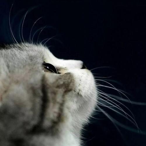 娱乐吃瓜酱小猫民宿,娱乐吃瓜酱的温馨食宿之旅 第2张 娱乐吃瓜酱小猫民宿,娱乐吃瓜酱的温馨食宿之旅 第2张