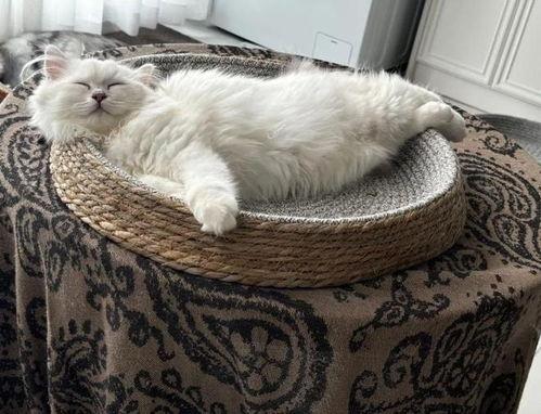 娱乐吃瓜酱小猫民宿,娱乐吃瓜酱的温馨食宿之旅 第3张 娱乐吃瓜酱小猫民宿,娱乐吃瓜酱的温馨食宿之旅 第3张