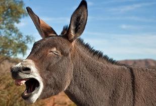 驴系青年娱乐吃瓜酱,揭秘娱乐圈幕后故事  第2张