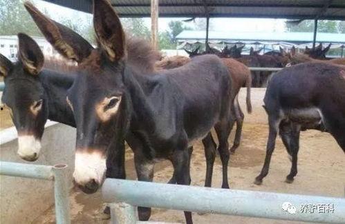 驴系青年娱乐吃瓜酱,揭秘娱乐圈幕后故事  第3张