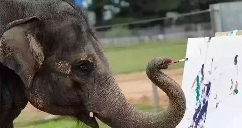 娱乐吃瓜酱大象鼻子,揭秘娱乐圈的神秘面纱  第3张