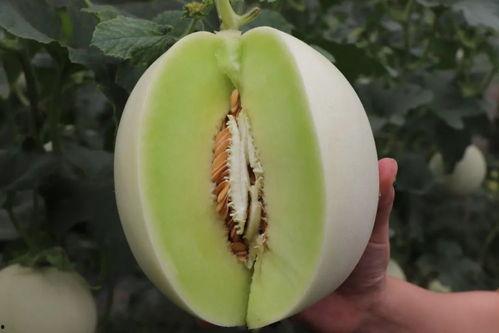 娱乐吃瓜菌人人有苦衷  第2张