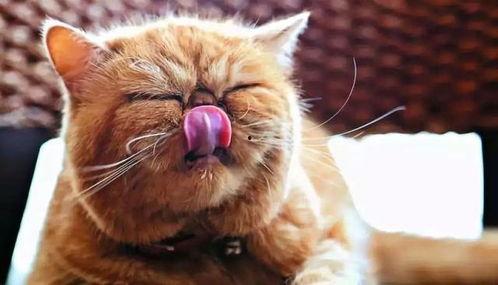 娱乐吃瓜酱猫打翻电视,引发网友热议  第2张